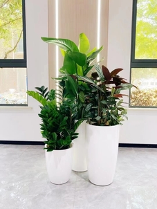 余姚盆景租赁哪家好